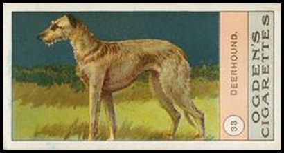 33 Deerhound